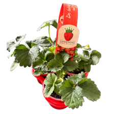 Aardbei balkonbak
potmaat ø 27 x 11 cm
hoogte ca. 25 cm
of trio honingraat
potmaat 3 x ø 10.5 cm
hoogte ca. 25 cm